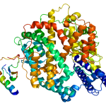 SARS-CoV-2 binder seg til ACE2-enzym